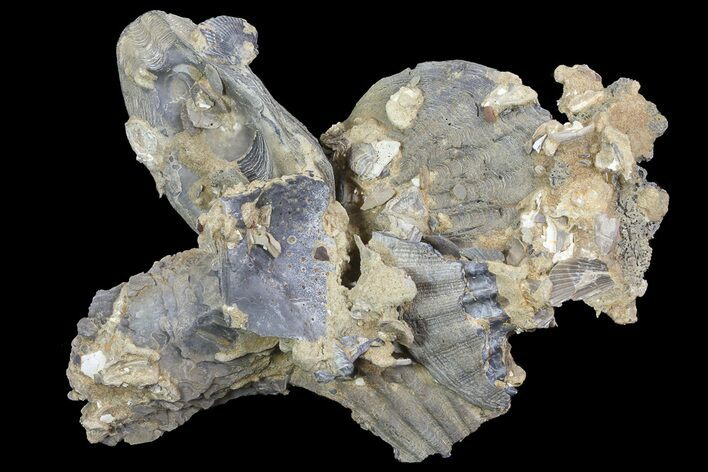 Fossil Pectin (Chesapecten) Cluster - Virginia #67742